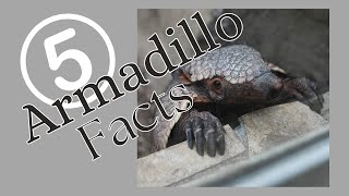 5 Surprising Armadillo Facts You Didnt Know [upl. by Pogah]