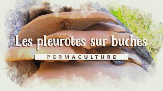 Comment faire sa culture de pleurotes sur bûches kitchampignons [upl. by Anirtal]