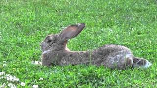 Mi conejo Mofletes descansando y recuperado de mixomatosis [upl. by Ligetti848]