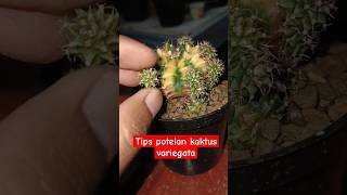 Tips Potelan Kaktus Variegata dan cara mengakarkan kaktus kaktus propagation cactus [upl. by Adnawt958]