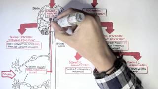 Neurology  Divisions of the Nervous System [upl. by Aihn953]