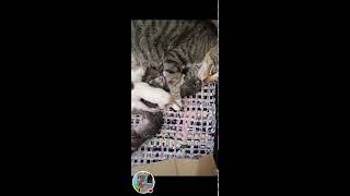 Rosalia Catud Vlog is liveMga pusang ligaw kawawa namn sila [upl. by Hartzell]