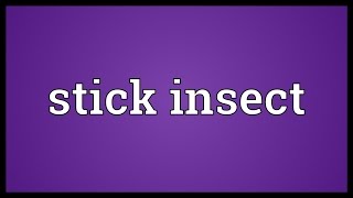 Stick insect Meaning [upl. by Messere]