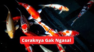 CIRICIRI IKAN KOI YANG BAGUS [upl. by Ettedo]