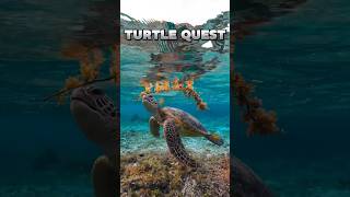 beautiful turtle deep ocean swim in 4k🐢what species of turtles is this nature turtle oceansounds [upl. by Pagas]