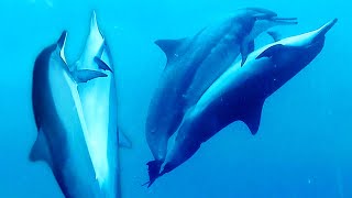 Dolphins Mating [upl. by Nair]