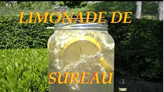 Recette de la limonade de fleur de sureau noir [upl. by Chard200]