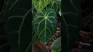 Anthurium Crystallinum VS Magnificum plants garden aroids indoorplant [upl. by Charil]