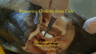 Otolith removal from cod and charr [upl. by Anelim]