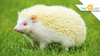 5 Unexpected Albino Animal Facts [upl. by Isawk]