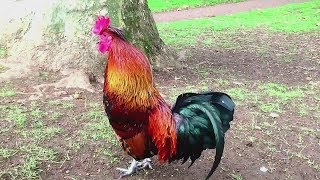 47 Imperessive rooster crowing in the morning compilations 2018  Chant du Coq [upl. by Ordnael]