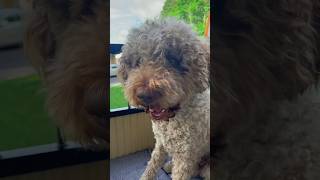 I love my balcony lagotto lagottoromagnolo dog [upl. by Aneek]