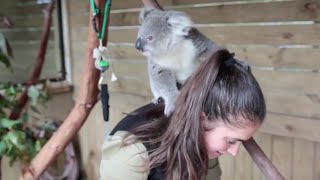 The moment this baby koala climbs up and cuddles cameraman 2 Additional Footage [upl. by Adabel]