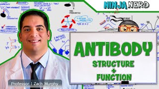 Immunology  Antibody Structure amp Function [upl. by Ahsieni]