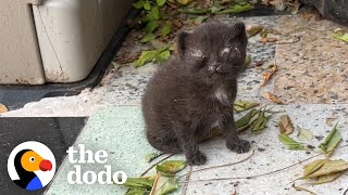 Video Game Streamer Rescues Kittens from Backyard  The Dodo Cat Crazy [upl. by Emelda]