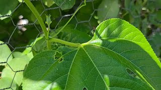 Growing Maypops in Cold Climates [upl. by Neyugn]