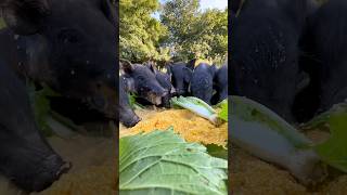 amsr sound piglet eating soup pigs animal boar wildpig wildlife piglet wildboar pigfarmvideo [upl. by Idahs]