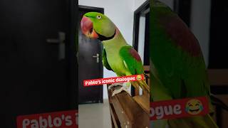 Pablo Parrot 🦜 iconic Dialogue 😂 shorts parrot funny cute talkingparrot viral [upl. by Alaekim]