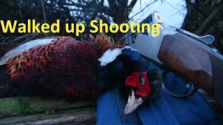 Walked up Pheasant Shooting [upl. by Sirrap936]