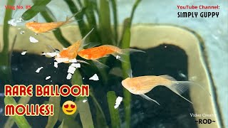 Back to Breeding Livebearer Fish  Rare Balloon Mollies  Vlog 85 [upl. by Ripley]