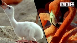 How baby flamingos get their pink colour  Animal Super Parents  BBC [upl. by Nnaj]