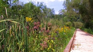 Washtenaw Countys Natural Areas Preservation Program NAPP [upl. by Jaquith334]