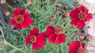 How to grow coreopsis flowering plantscare of coreopsis flowering plantsGreen Garden Gujarat [upl. by Soble]