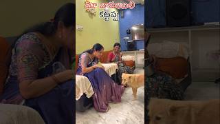 మా బాహుబలి కట్టప్పdoglover viralvideo trendingshorts funny dogslife viralvideos [upl. by Noied]