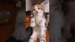 A fierce little kitten guarding its food💕😻 cute kitten cat meow [upl. by Einhapets]