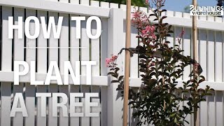 How to Plant a Tree a StepbyStep Guide  Bunnings Warehouse [upl. by Ahsemo]