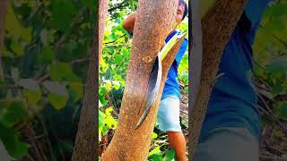 Cutting trees by hand Part MT survivalskills survival outdoorsurvival bambootools bushcraft [upl. by Elgar781]