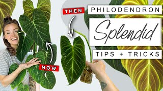 How I Grew My Philodendron Splendid HUGE In Just 9 Months 🌿 Philodendron Splendid Tips  Tricks [upl. by Atteloj]