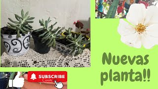 Hoy voy a plantar senecio hawortii y sacar esquejes [upl. by Abocaj112]