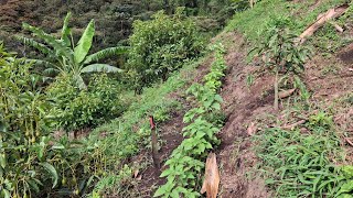 Ramio El Forraje Ideal para Cuyes Conejos y Gallinas ¡Alto en Nutrición [upl. by Rainah66]