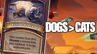 Double 500 500 From A Deathrattle Is Unmatched By These Cats  Dogdog Hearthstone Battlegrounds [upl. by Naz]