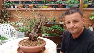 Como hacer un bonsai de OLIVO SILVESTRE 🤯 How to make a WILD OLIVE bonsai olivos bonsai [upl. by Ozan]