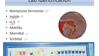 Lecture 10 Enterobacteriaceae Salmonella [upl. by Eelanej]