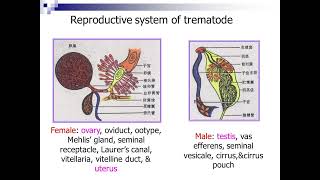 16 Introduction to Trematodes I720P HD [upl. by Anbul]