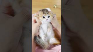 5 Adorable Kitten Traits That Will Melt Your Heart 💕😻catlover cat pets cute [upl. by Behl836]