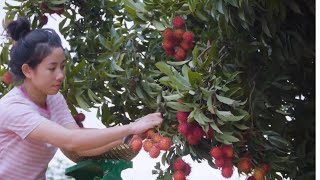 Rambutan harvesting How to grow rambutan Day in my life  Green Fruit Channel [upl. by Notneiuq209]