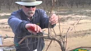 Pruning Grapes 2014 [upl. by Atinuahs]