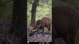 Wallowing Sambar Stag deerhunting [upl. by Kared]