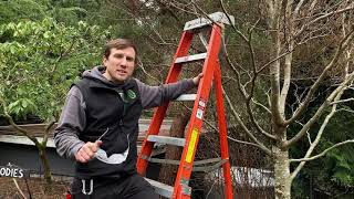 How to prune a Beech tree [upl. by Pancho]