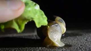 Ecco come mangiano le lumache How snails eat [upl. by Sirak]