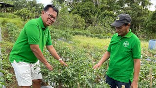 WARNING NEW FARMERS MAGINGAT sa mga AHENTE ng mga FARM INPUTS [upl. by Anileh74]