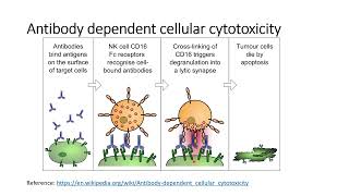 Antibody dependent cellular cytotoxicityADCCamp Complementary dependent cytotoxicityCDC Code 451 [upl. by Ahsemat]