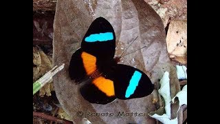 Rare butterflies of the world [upl. by Nalyad]