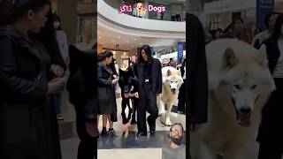 Nice Dog  respect 💯😥 fantastic dog catwalk funny americasgottalent agt [upl. by Lugar83]