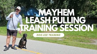 Leash training Mayhem [upl. by Winni]