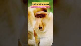 Proboscis Monkey🐒🐒। shorts monkey proboscismonkey wildlife । [upl. by Aztinaj]